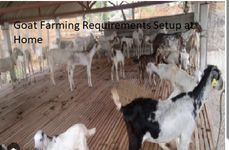 Goat Farming Requirements Setup at Home