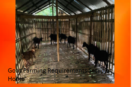 Goat Farming Requirements Setup at Home Goat Farming Requirements Setup at Home