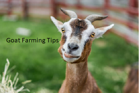 Goat Farming Tips Goat Farming Tips