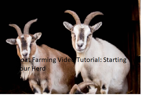 Goat Farming Video Tutorial: Starting Your Herd Goat Farming Video Tutorial: Starting Your Herd
