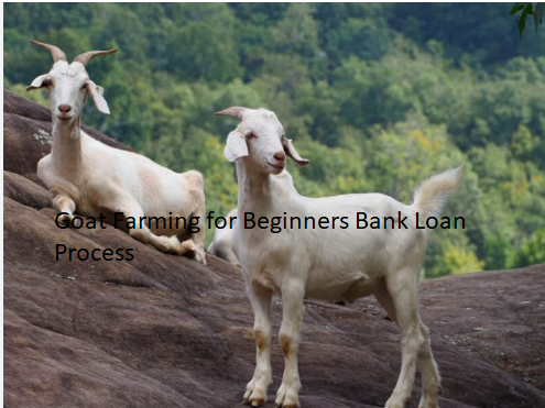 Goat Farming for Beginners Bank Loan Process Goat Farming for Beginners Bank Loan Process