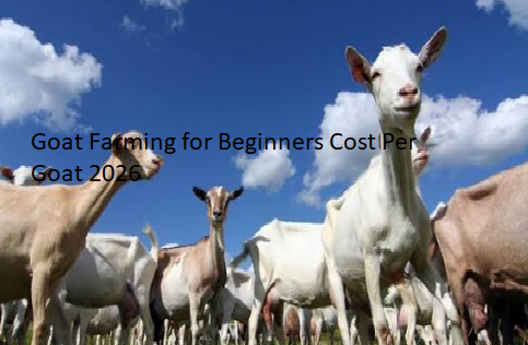 Goat Farming for Beginners Cost Per Goat 2026 Goat Farming for Beginners Cost Per Goat 2026