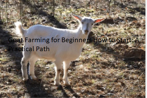 Goat Farming for Beginners How to Start: A Practical Path Goat Farming for Beginners How to Start: A Practical Path