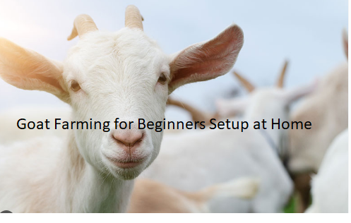 Goat Farming for Beginners Setup at Home Goat Farming for Beginners Setup at Home