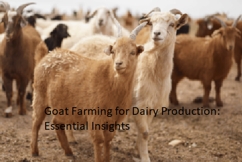 Goat Farming for Dairy Production: Essential Insights Goat Farming for Dairy Production: Essential Insights