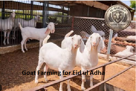 Goat Farming for Eid ul Adha Goat Farming for Eid ul Adha