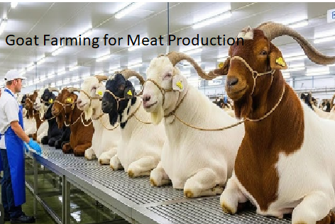 Goat Farming for Meat Production Goat Farming for Meat Production