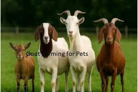 Goat Farming for Pets Goat Farming for Pets