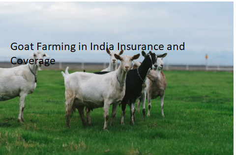 Goat Farming in India Insurance and Coverage Goat Farming in India Insurance and Coverage