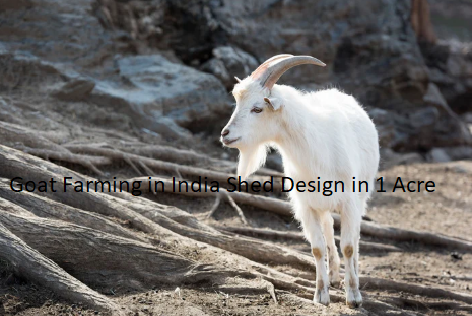 Goat Farming in India Shed Design in 1 Acre Goat Farming in India Shed Design in 1 Acre