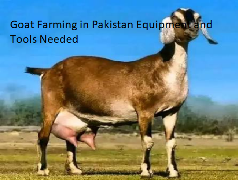 Goat Farming in Pakistan Equipment and Tools Needed Goat Farming in Pakistan Equipment and Tools Needed
