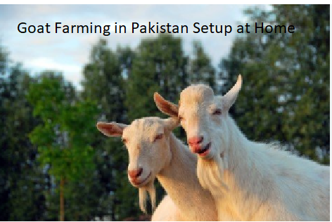Goat Farming in Pakistan Setup at Home Goat Farming in Pakistan Setup at Home