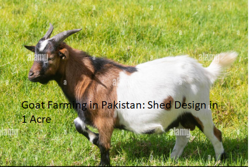 Goat Farming in Pakistan: Shed Design in 1 Acre Goat Farming in Pakistan: Shed Design in 1 Acre