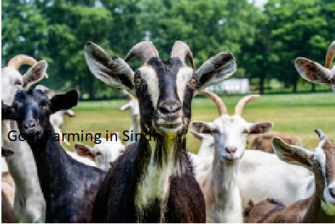 Goat Farming in Sindh Goat Farming in Sindh