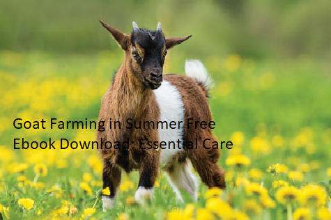 Goat Farming in Summer Free Ebook Download: Essential Care Tips Goat Farming in Summer Free Ebook Download: Essential Care Tips