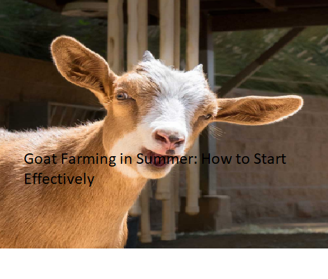 Goat Farming in Summer: How to Start Effectively Goat Farming in Summer: How to Start Effectively