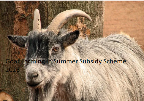 Goat Farming in Summer Subsidy Scheme 2026 Goat Farming in Summer Subsidy Scheme 2026