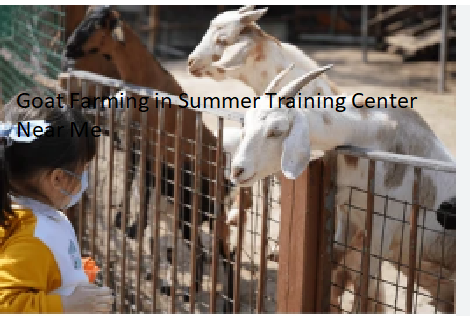 Goat Farming in Summer Training Center Near Me Goat Farming in Summer Training Center Near Me