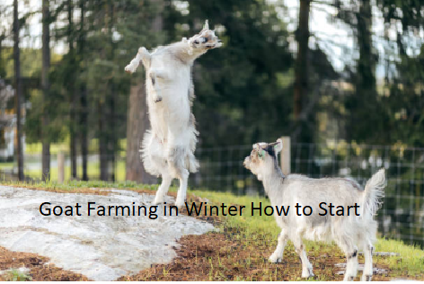 Goat Farming in Winter How to Start Goat Farming in Winter How to Start