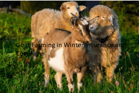 Goat Farming in Winter Insurance and Coverage Goat Farming in Winter Insurance and Coverage