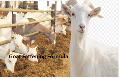 Goat Fattening Formula Goat Fattening Formula