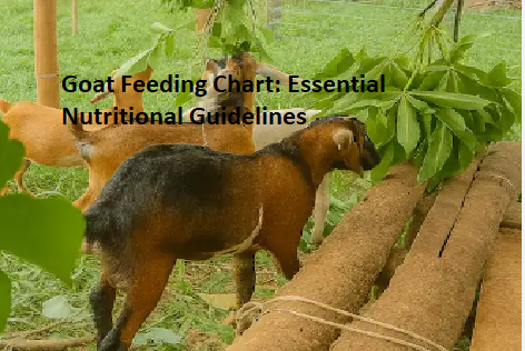 Goat Bloat Treatment: Emergency Care and Prevention Goat Feeding Chart: Essential Nutritional Guidelines