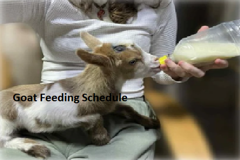 Goat Feeding Schedule Goat Feeding Schedule