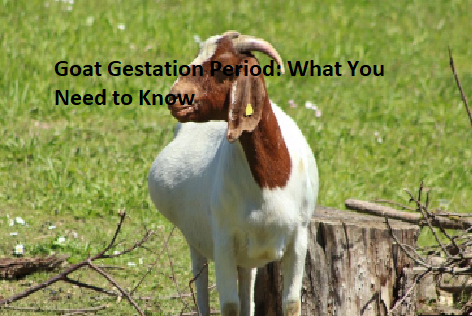 Goat Gestation Period: What You Need to Know Goat Gestation Period: What You Need to Know