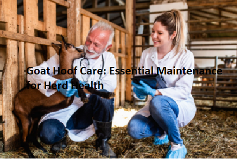 Goat Hoof Care: Essential Maintenance for Herd Health Goat Hoof Care: Essential Maintenance for Herd Health