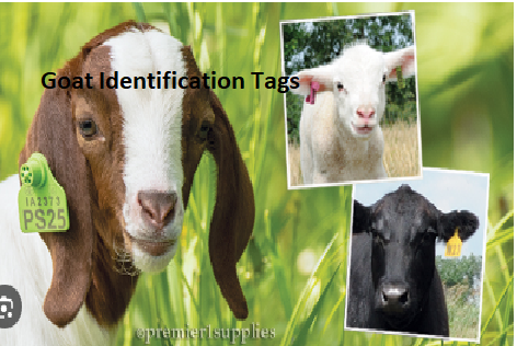 Goat Identification Tags Goat Identification Tags