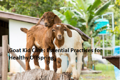 Goat Kid Care: Essential Practices for Healthy Offspring Goat Kid Care: Essential Practices for Healthy Offspring