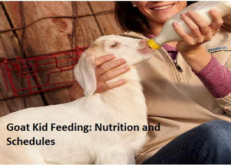 Goat Kid Feeding: Nutrition and Schedules Goat Kid Feeding: Nutrition and Schedules