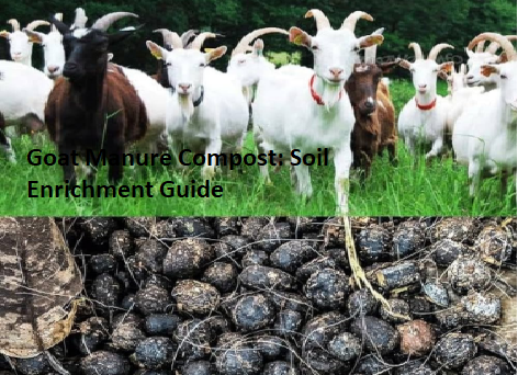 Goat Manure Compost: Soil Enrichment Guide Goat Manure Compost: Soil Enrichment Guide