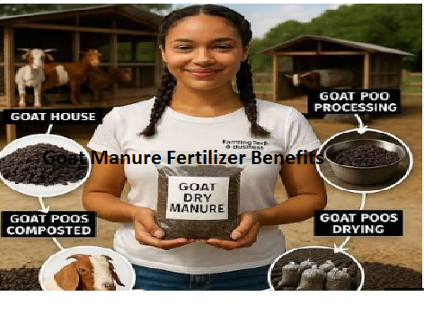 Goat Manure Fertilizer Benefits Goat Manure Fertilizer Benefits