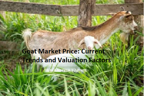 Goat Market Price: Current Trends and Valuation Factors Goat Market Price: Current Trends and Valuation Factors
