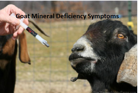 Goat Mineral Deficiency Symptoms Goat Mineral Deficiency Symptoms