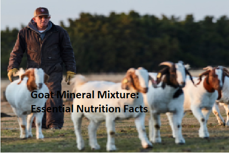 Goat Mineral Mixture: Essential Nutrition Facts Goat Mineral Mixture: Essential Nutrition Facts