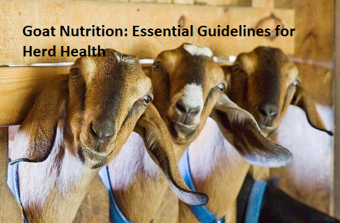 Goat Nutrition: Essential Guidelines for Herd Health Goat Nutrition: Essential Guidelines for Herd Health