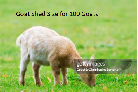 Goat Shed Size for 100 Goats Goat Shed Size for 100 Goats