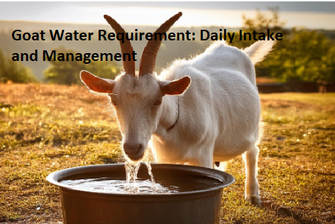 Goat Water Requirement: Daily Intake and Management Goat Water Requirement: Daily Intake and Management