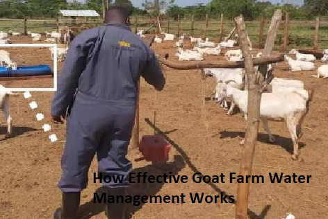 How Effective Goat Farm Water Management Works How Effective Goat Farm Water Management Works