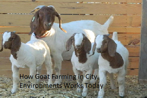 How Goat Farming in City Environments Works Today How Goat Farming in City Environments Works Today