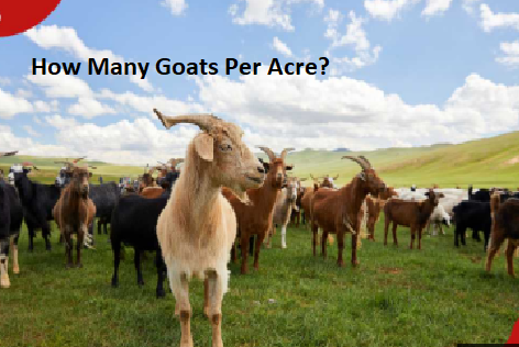 How Many Goats Per Acre? How Many Goats Per Acre?