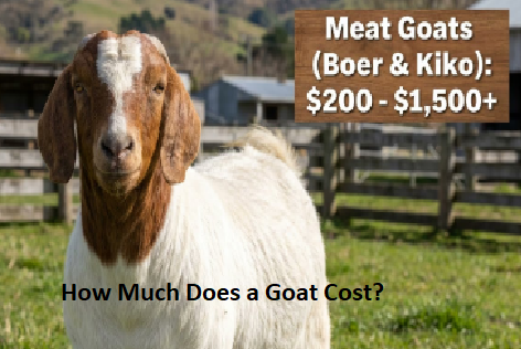 How Much Does a Goat Cost? How Much Does a Goat Cost?