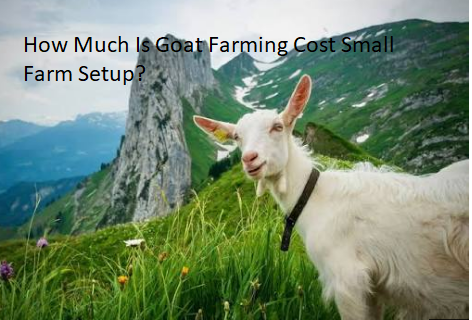 How Much Is Goat Farming Cost Small Farm Setup? How Much Is Goat Farming Cost Small Farm Setup?