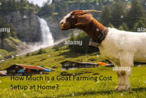 How Much Is a Goat Farming Cost Setup at Home? How Much Is a Goat Farming Cost Setup at Home?