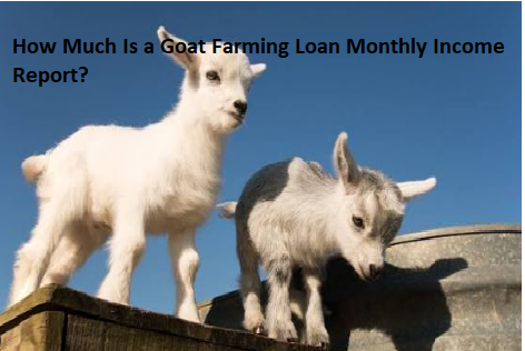 How Much Is a Goat Farming Loan Monthly Income Report?