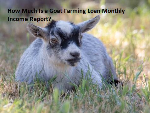 How Much Is a Goat Farming Loan Monthly Income Report?