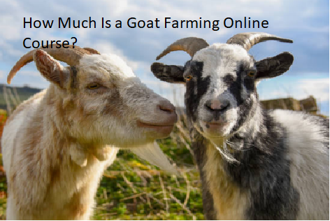 How Much Is a Goat Farming Online Course? How Much Is a Goat Farming Online Course?
