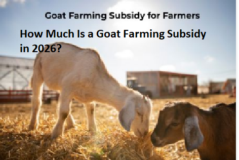 How Much Is a Goat Farming Subsidy in 2026? How Much Is a Goat Farming Subsidy in 2026?